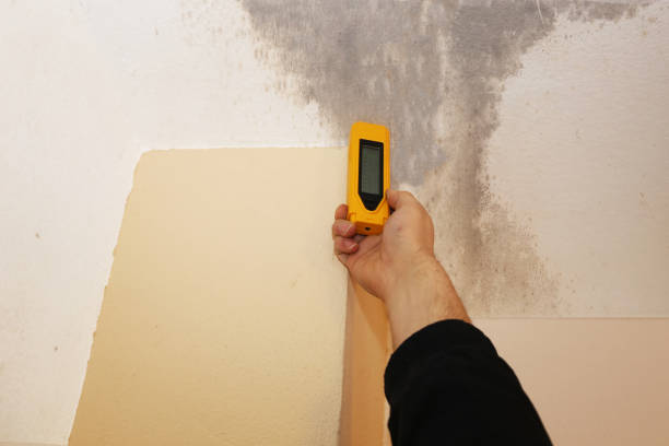 Environmental Consulting for Mold Prevention in Milford, DE