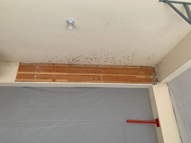 Mold Remediation for Vacation Homes in Milford, DE