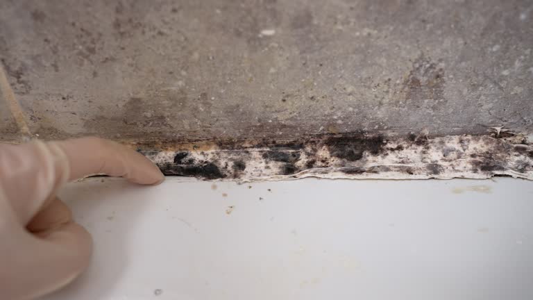 Best Forensic Mold Investigation  in Milford, DE