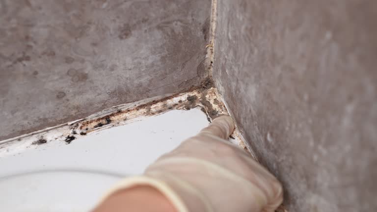 Best Attic Mold Removal  in Milford, DE